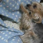 没になった映画予告