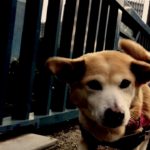 おもしろ雑種犬やよい 映画予告風