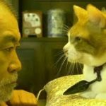 「猫」＋「時代劇」の癒し時代劇／映画『猫忍』予告編
