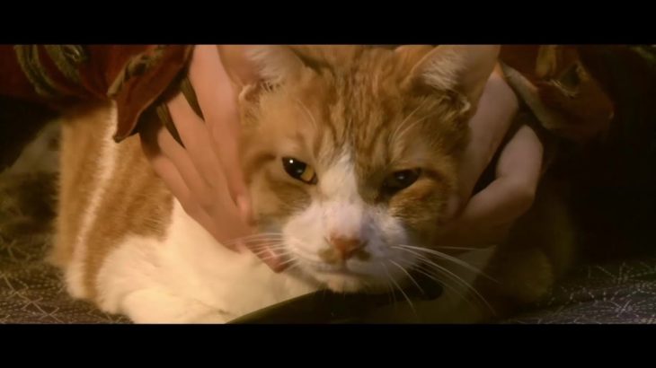 猫侍の次は猫忍!モフモフ時代劇『猫忍』特報
