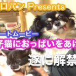 7【感動実話！ハンカチ必須】犬が子猫におっぱいをあげた日 感動映画予告風ムービー作ってみた！ Increase the this dogs to kittens