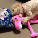 SF映画の予告風ムービー 犬達の大冒険