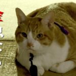 ドラマ「猫忍」第4話予告