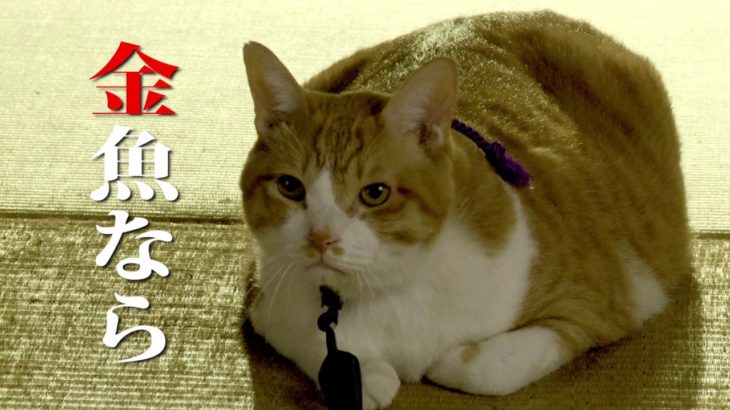 ドラマ「猫忍」第4話予告