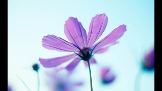 【感動】余命半年の彼女　【悲しい話】