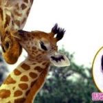 ナレーションは葵わかなに決定！驚きと感動がいっぱい／映画『劇場版 ダーウィンが来た！ アフリカ新伝説』予告編