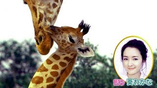 ナレーションは葵わかなに決定！驚きと感動がいっぱい／映画『劇場版 ダーウィンが来た！ アフリカ新伝説』予告編