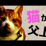「猫忍」大野拓朗 ｘ 金時アクションシーン満載の予告