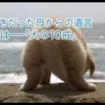 映画「犬と私の10の約束」予告編 （高画質版）