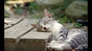 【感動】こはくちゃん　【泣ける話】