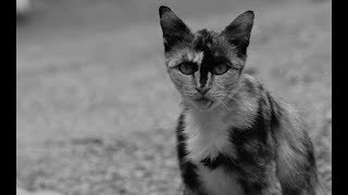 【感動】猫のアン　【泣ける話】