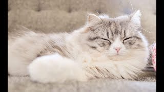 【感動】飼い猫との最後の別れ 【泣ける話】