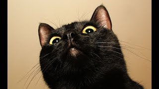 【感動】ぬこさま 【泣ける話】