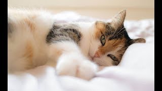 【感動】幸せな猫の一生 【泣ける話】