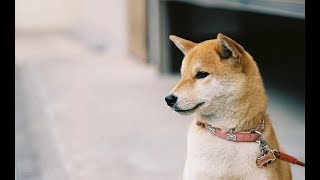 【感動】おばあちゃんと柴犬　【泣ける話】