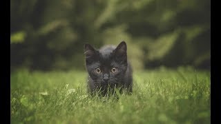 【感動】黒猫の赤ちゃん　【泣ける話】