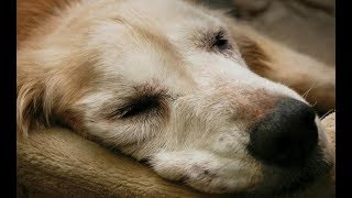 【感動】苦渋の決断　【泣ける話】