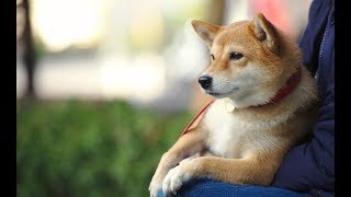 【感動】犬のきなこ　【泣ける話】