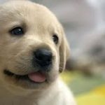 【感動】愛犬が繋いだ絆　【泣ける話】