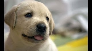 【感動】愛犬が繋いだ絆　【泣ける話】