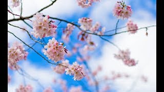 【感動】優しい彼の嘘　【泣ける話】