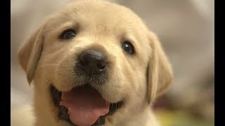 【感動】ボロという犬の話　【泣ける話】