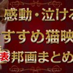 感動・泣ける！おすすめ猫映画まとめVol.1(邦画・日本)