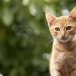 【感動】会いに来てくれた猫　【泣ける話】