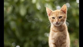 【感動】会いに来てくれた猫　【泣ける話】