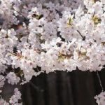 【感動】トムの桜　【泣ける話】