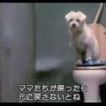 『弟が犬になっちゃった！』予告編