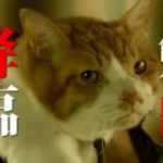 ドラマ「猫忍」第10話予告