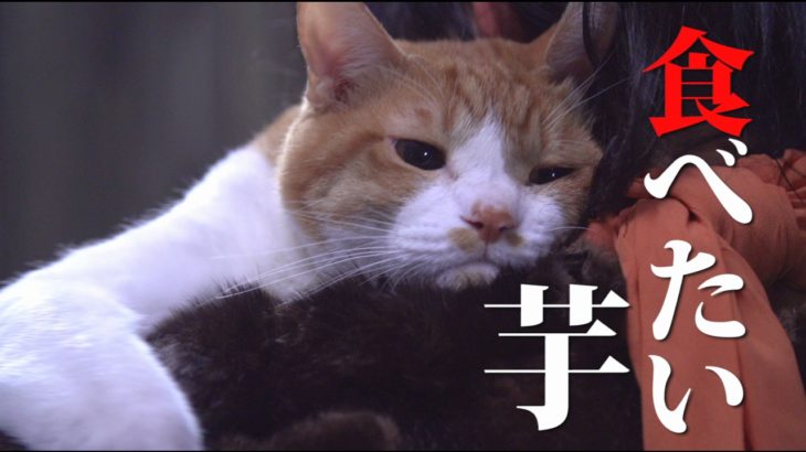 ドラマ「猫忍」第9話予告