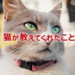 【感動】映画『猫が教えてくれたこと』予告編