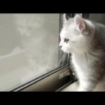 【感動物語】子猫が主人公の映画の予告を作ってみた!!【アメリカンカール】[Impressed] The kitten made a trailer for the hero’s movie!!