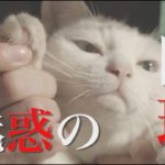 ドラマ版「猫侍 SEASON2」第3話予告