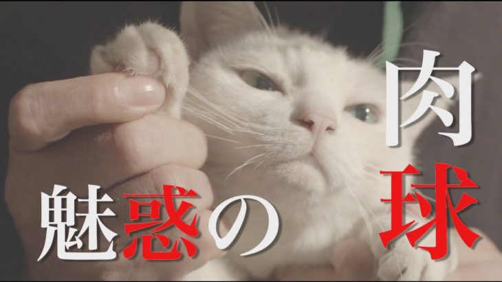 ドラマ版「猫侍 SEASON2」第3話予告