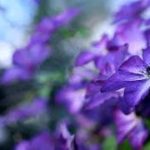 【感動】良い香りに包まれる　【泣ける話】