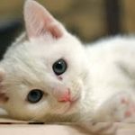 【感動】白猫のミーコ　【泣ける話】