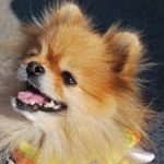 【感動】天国のチロル　【泣ける話】