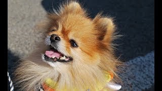 【感動】天国のチロル　【泣ける話】