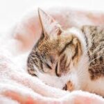 【感動】愛猫と過ごした日々　【泣ける話】