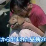 奇跡と感動の物語「ロック～わんこの島～」予告編です。