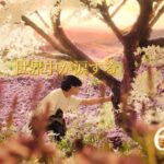 【映画予告】7色のミライ