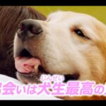 映画『マイ・ハート・パピー』予告編