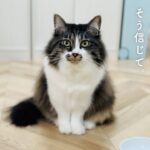 映画「ごはん、待つ」の予告動画風を公開しました｜2023年春 感動の嵐が吹き荒れる最新作風（閲覧注意：これは映画予告風猫動画です）｜Movie Trailer Style Cute Cat Video